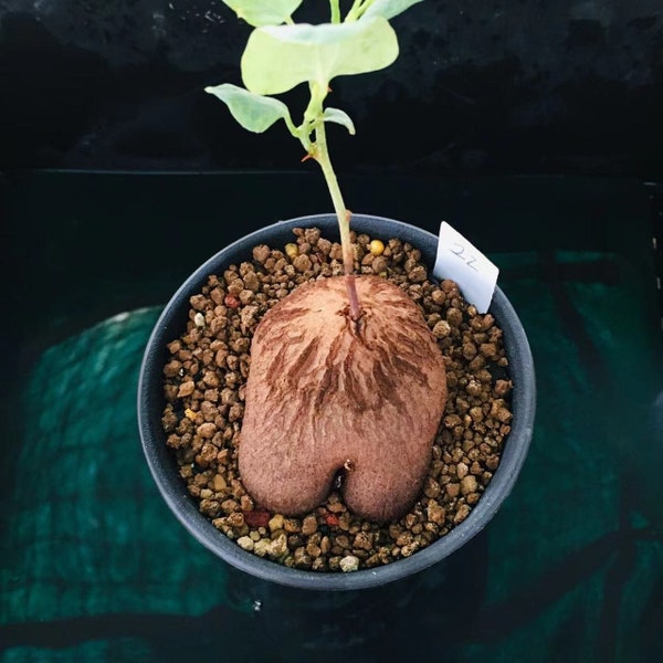 Caudex-Dioscorea sylvatica (1.2”, Waking Up)|Hottentot bread, Rare Succulent