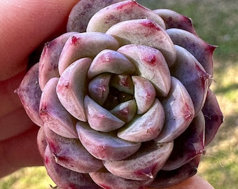 Live Plant-Echeveria Red Velvet (1-1.2")|Rare Succulent