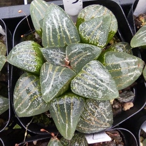 Live Plant-Haworthia Cloud Cover (1.5-2”)|Rare Succulents, Alien Eggs