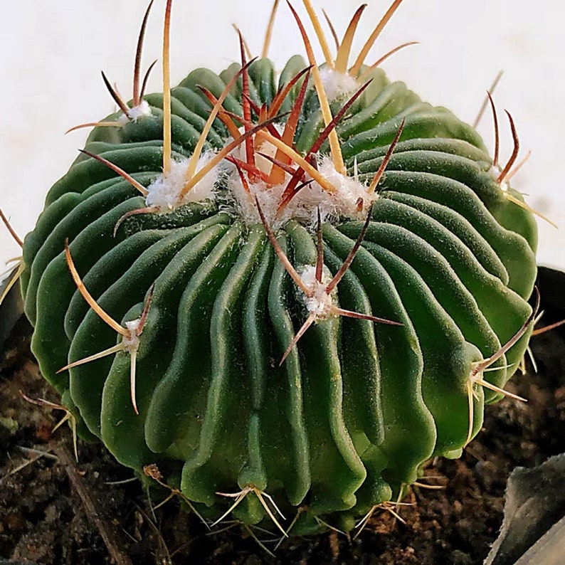 Live Plant-Stenocactus multicostatus 1.2-1.5Rare Succulent, Cactus image 2