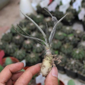 Live Plant-Astrophytum caput-medusae (Caudex: 0.5")|Rare Caudex Succulent