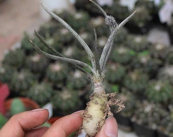 Live Plant-Astrophytum caput-medusae (Caudex: 0.5")|Rare Caudex Succulent