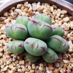 Live Plant-Conophytum luiseae Cluster (6-9 heads)|Rare Succulents