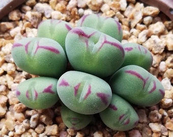 Live Plant-Conophytum luiseae Cluster (6-9 heads)|Rare Succulents