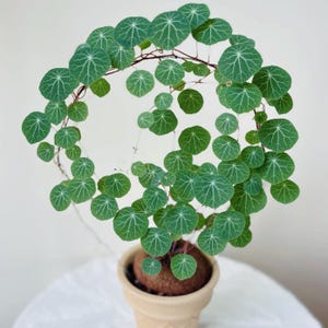 Stephania Cepharantha Caudex, planta trepadora, planta de interior de fácil cultivo (en tierra o agua).