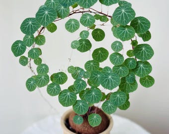 May include: A Stephania erecta plant with a round, brown, bulbous caudex base planted in a light beige pot. The plant features thin, vining stems trained into a circular hoop shape, covered in small, round, green leaves with white veins.