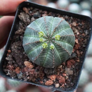 Live Plant-Euphorbia Obesa 1-1.2, Few RootsRare Succulent, Stripe Cactus image 1