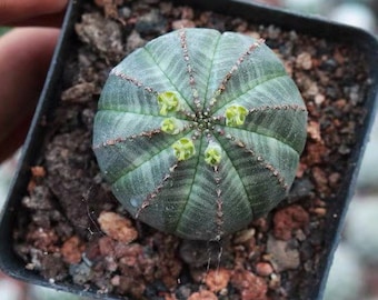 Live Plant-Euphorbia Obesa (1-1.2", Few Roots)|Rare Succulent, Stripe Cactus