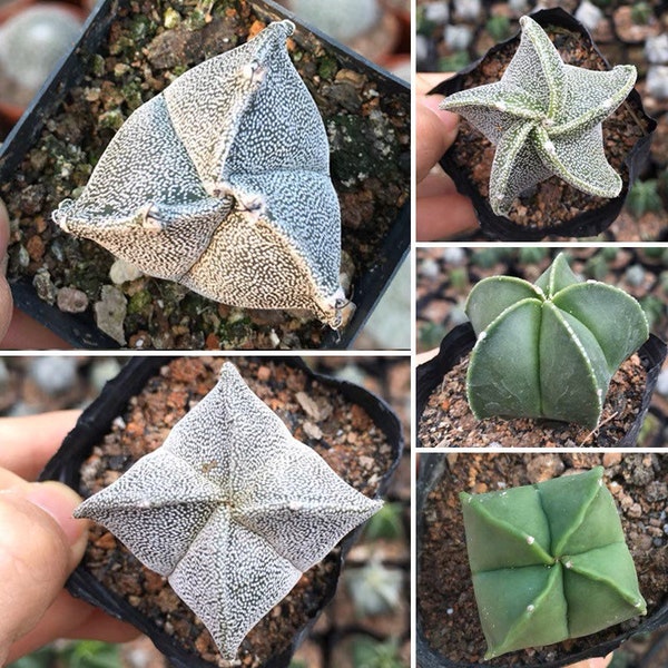 Live Plant-Astrophytum myriostigma (1.2-1.5”)|Rare Succulent, Star Cactus, Bishop’s Cap Cactus