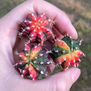 Live Plant-Variegated Gymnocalycium Offset without Root (0.6-0.8")|Rare Succulent, Cute Cactus