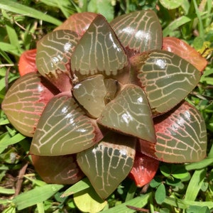 Live Plant-Haworthia correcta Charm (1.5-2”)|Rare Succulents, Alien Eggs