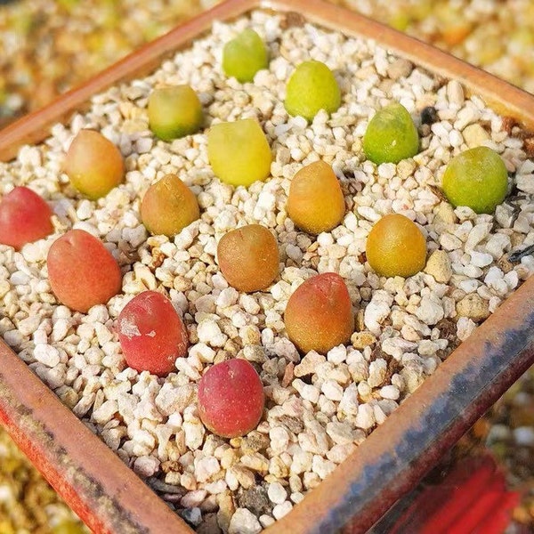 Seed-20/50 Conophytum maughanii|Rare Succulent, Colorful Jelly