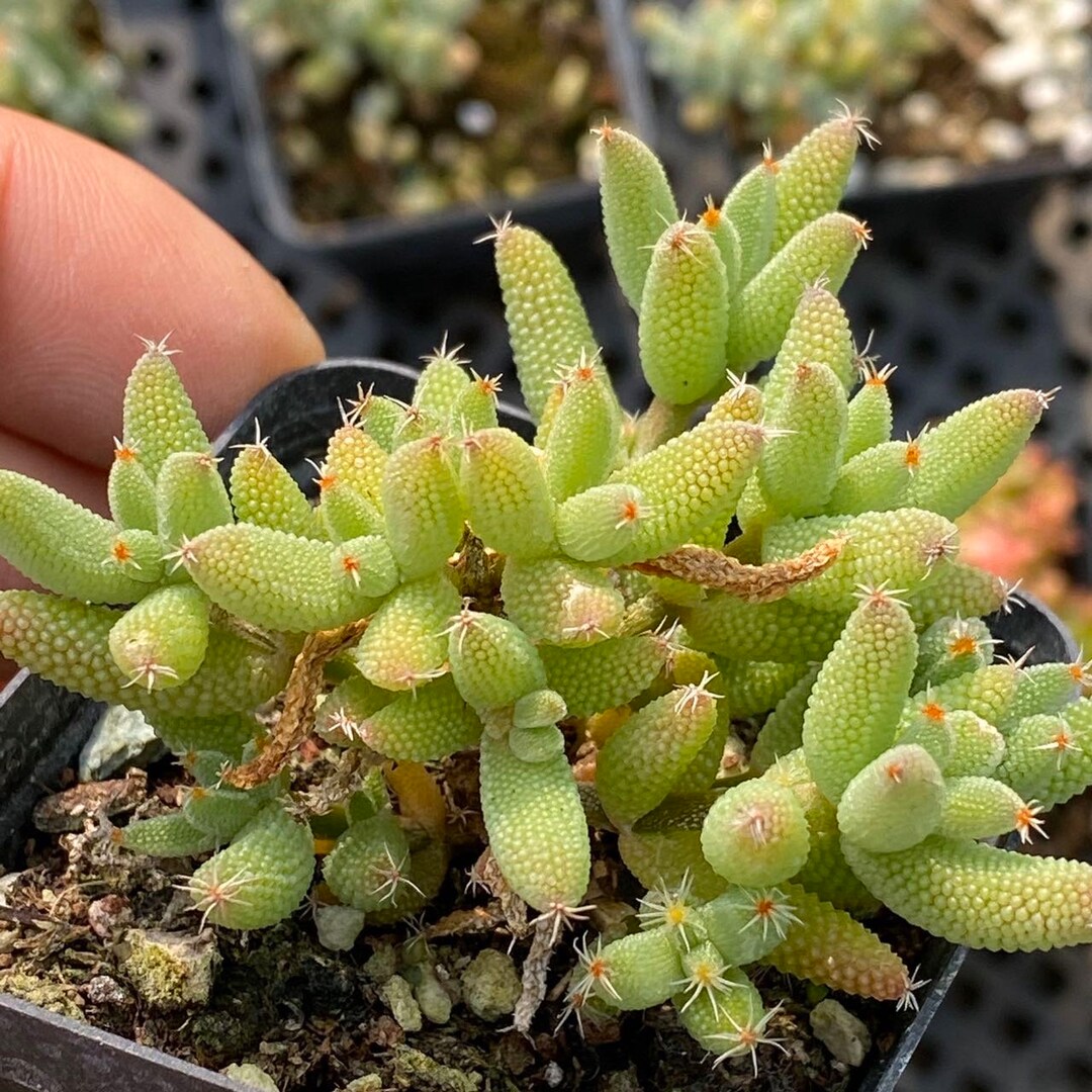 5x Dicrocaulon Ramulosum Schwantesia Ramulosa Garten Pflanzen