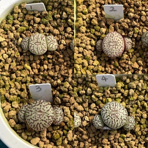 SAME as Pictured-Conophytum minimum 0.35, SMALLRare Succulents, Cute Plants image 3