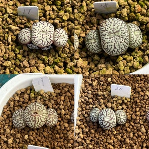 SAME as Pictured-Conophytum minimum 0.35, SMALLRare Succulents, Cute Plants image 7