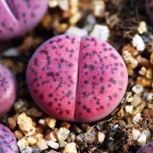 Live Plant-Lithops bromfieldii ‘Embers' C393A|Rare Succulents, Living Stones