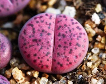 Live Plant-Lithops bromfieldii ‘Embers' C393A|Rare Succulents, Living Stones