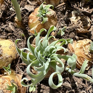 Bulb-Albuca Concordiana 0.6-0.8, DormantOrnithogalum, Slime Lily, Spring Grass, Rare Succulent image 5
