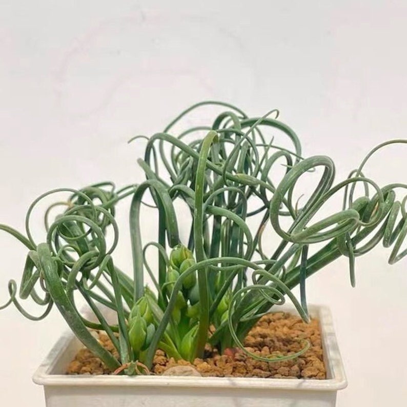 Bulb-Albuca Namaquensis 0.4-0.6, DormantOrnithogalum, Slime Lily, Spring Grass, Rare Succulent image 4