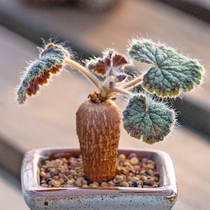 Caudex-Pelargonium Barklyi (0.5-0.6”, Sprouting)|Decor Plant, Hottentot bread, Rare Succulent