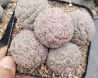 SAME as Pictured-Tephrocactus geometricus (6 Balls, Pot size: 9 cm)|Rare Succulent, Cactus Collectibles