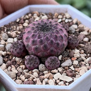 Live Plant-Sulcorebutia rauschii | Rare Succulent, Purple Cactus