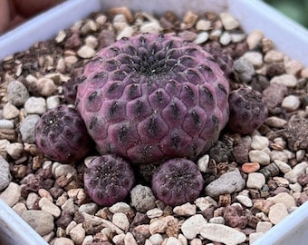 Live Plant-Sulcorebutia rauschii | Rare Succulent, Purple Cactus