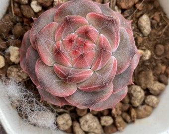 Live Plant-Echeveria Rock Candy (1-1.2")|Rare Succulent