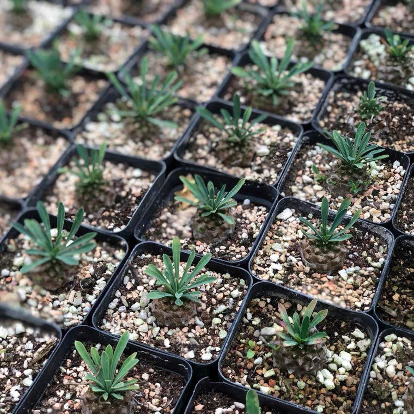 Euphorbia 'Gabizan' Succulent Plant - Artificially Propagated In 2" Pot, 0.6"-0.8" Size, Rare Drought-Tolerant Houseplant