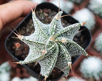 Live Plant-Astrophytum ornatum (1.2-1.5”)|Rare Succulent, Star Cactus