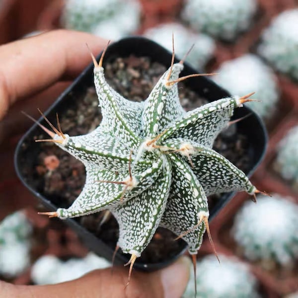 Live Plant-Astrophytum ornatum (1.2-1.5”)|Rare Succulent, Star Cactus