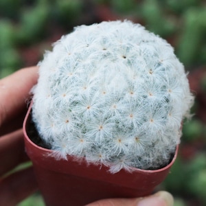 Live Plant-Mammillaria plumosa (1.2-1.6”)|Rare Succulent, Feather Cactus