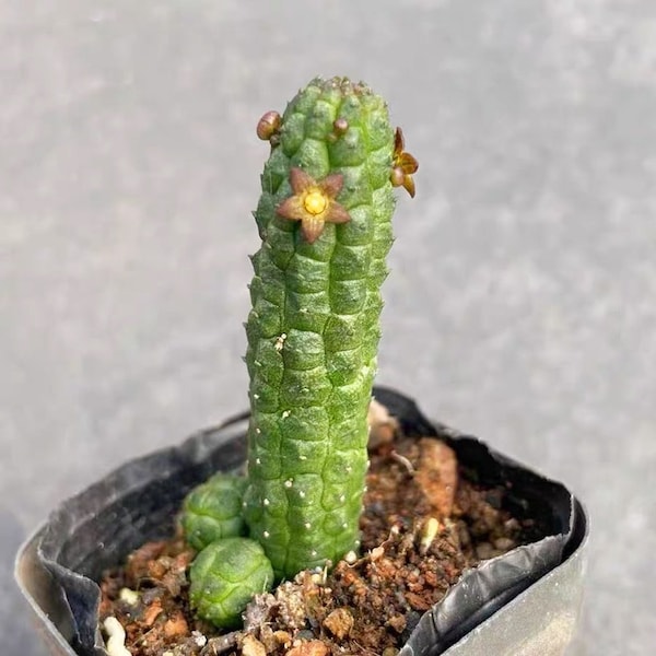 Live Plant-Echidnopsis Nubica (1.5-2”, Tall)|Rare Succulent Collectible