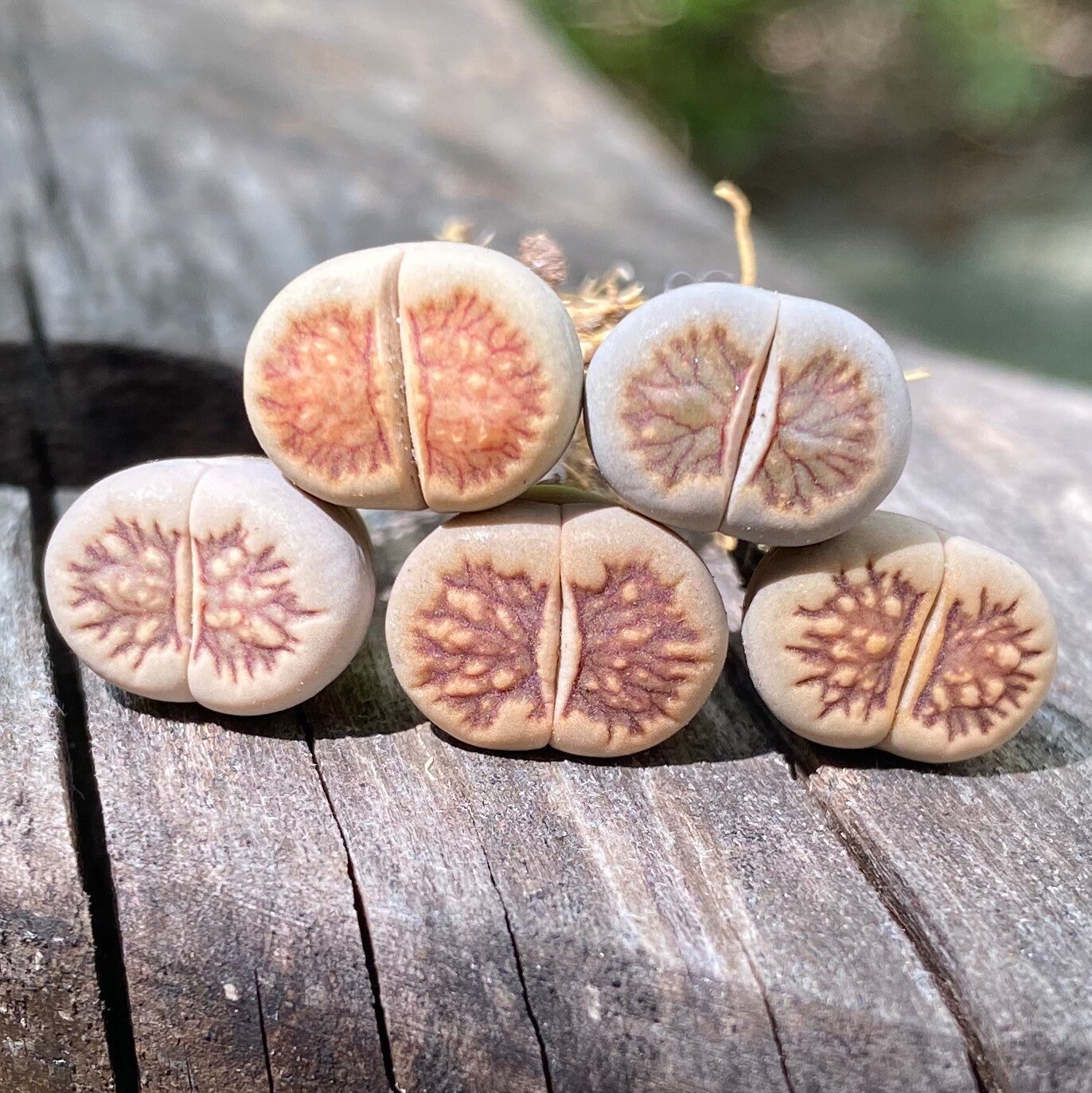 Live Plant-Lithops julii ‘Kikusiyo Giyoku’ (0.4’’)|Rare Succulents, L…