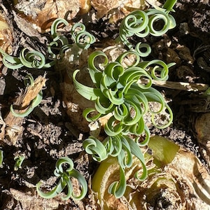 Bulb-Albuca Concordiana 0.6-0.8, DormantOrnithogalum, Slime Lily, Spring Grass, Rare Succulent image 4