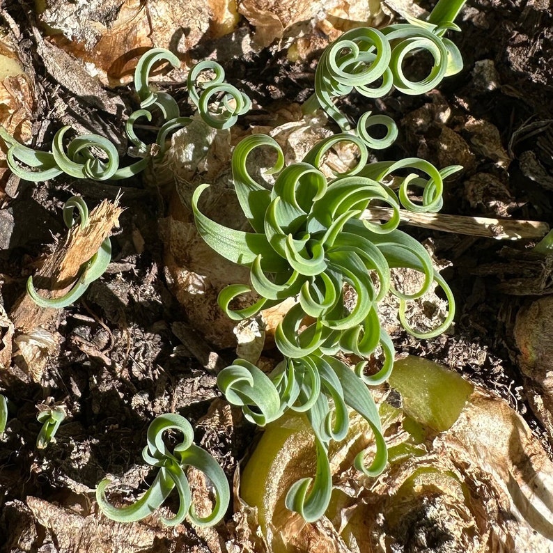 Bulb-Albuca Concordiana 0.6-0.8, DormantOrnithogalum, Slime Lily, Spring Grass, Rare Succulent image 4