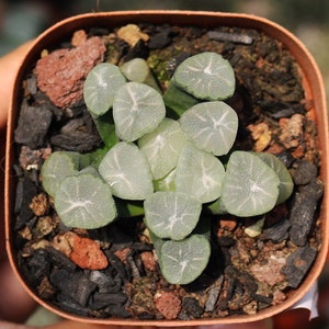 Live Plant-Haworthia maughanii Yukiguni (1.5-2”, Roots trimmed)|Succulent Collectibles