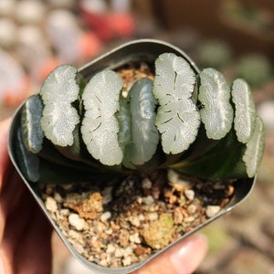 Live Plant-Haworthia truncata White Jade (1.2-1.5”)|Rare Succulent Collectibles