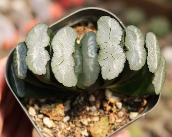 Live Plant-Haworthia truncata White Jade (1.2-1.5”)|Rare Succulent Collectibles