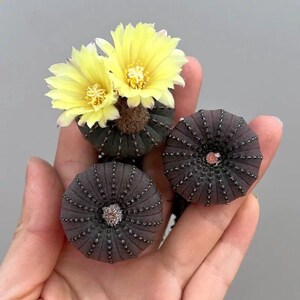 Frailea Asterioides, plante vivante (0,8-1,2 po.) | Plantes succulentes rares, cactus Bishop's Cap, cactus Donut