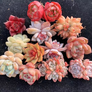 Rare Succulent Mystery Box|Gift Box, Colorful Crassulaceae, Birthday Gift