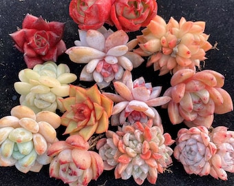 Rare Succulent Mystery Box|Gift Box, Colorful Crassulaceae, Birthday Gift