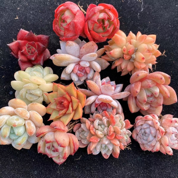 Rare Succulent Mystery Box|Gift Box, Colorful Crassulaceae, Birthday Gift