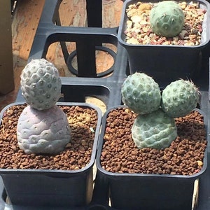 Live Plant-Tephrocactus geometricus (SAME as Pictured)||Rare Succulent, Cactus Collectibles