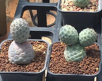 Live Plant-Tephrocactus geometricus (SAME as Pictured)||Rare Succulent, Cactus Collectibles