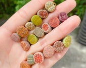 Live Plant-10 20 Lithops Live Plants (0.5 ) Beginner Friendly, Rare Succulents, Living Stones