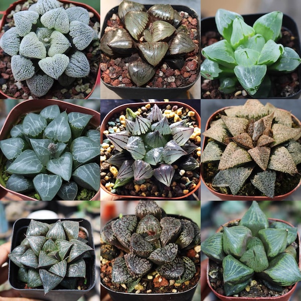 Mélange de graines et d'Haworthia retusa|Plantes succulentes rares