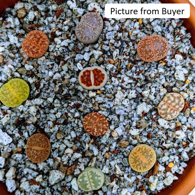 Live Plant-10/20 Lithops 0.4Beginner Friendly, Holiday Gift, Living Stones image 4