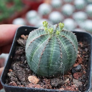 Live Plant-Euphorbia Obesa 1-1.2, Few RootsRare Succulent, Stripe Cactus image 3