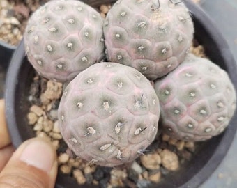 SAME as Pictured-Tephrocactus geometricus (5 Balls, Pot size: 9 cm)|Rare Succulent, Cactus Collectibles